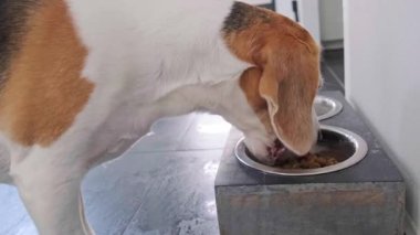 Bir Beagle köpeği ve bir Maltipoo yavrusunun modern bir beslenme istasyonunda bitişikteki metal kaselerden mama yerken çekilmiş yan profil fotoğrafı. Evcil hayvanlar birlikte besleniyor.