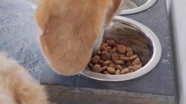 Yakından bakıldığında, metal bir kaseden mama yiyen bir Beagle köpeğine odaklanılır. Maltipoo köpek yavrularının kafaları bitişikteki bir kaseden görülebilir. Yemek ve evcil hayvan paylaşımı.