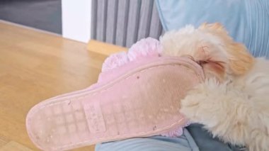 Şirin, tüylü, kanepede uzanmış, agresif bir şekilde oynayan ve tüylü pembe bir terliği ısıran Maltipoo köpeğinin yakın çekimi. Tipik yavru köpek çiğneme davranışı.