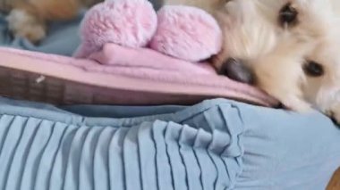 Tüylü bir Maltipoo köpeğinin, bir insanın kucağında pembe ponpon ayakkabısını çiğneyip ısırmasının aşırı yakın çekimi. Yavru dişlere ve eğlenceli yıkıma odaklan..