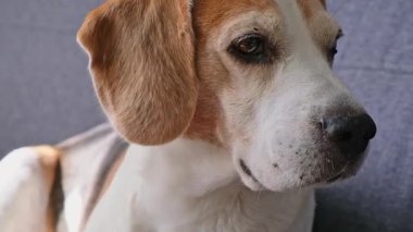 Gri bir kanepede rahatça dinlenen, kameraya dikkatlice bakan üç renkli bir Beagle 'ın detaylı görüntüsü. Sakin, düşünceli evcil hayvan sahnesi, ifadeye odaklan..