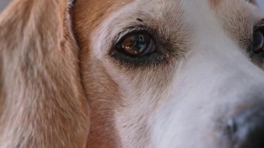 Ultra yakın çekim tamamen Beagle köpeklerine odaklanmış ifade edici kahverengi göz ve etrafındaki kürk, sakin tavır ve yüz detaylarını gözler önüne seriyor..