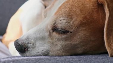 Olgun, üç renkli bir Beagle 'ın gri bir kanepede huzur içinde uyuyup gözlerini yavaşça açarak uyanmasının detaylı görüntüleri. Nazik ve sakin bir evcil hayvan davranışı sergiliyor..