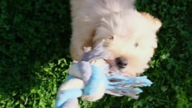 Kabarık tüylü bir Maltipoo yavrusu sırt üstü yatarken ve yeşil yonca çimenlerindeki oyuncağı çekerken sahibinin yakın plan resmi..