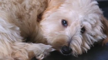 Karanlık bir yüzeye uzanmış, başını dinlendirip kameraya dikkatlice bakan sakin ve tapılası bir Maltipoo köpeğinin aşırı yakın çekimi. Masumiyet ve yumuşak kürke odaklan..