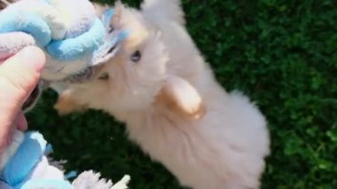 Üzerinde örgü örülmüş bir ip oyuncağı tutan bir insan eli var. Bu sırada tüylü bir Maltipoo köpeği ve bir Beagle yeşil çimenlerde onu çekiştirip çiğnerler..