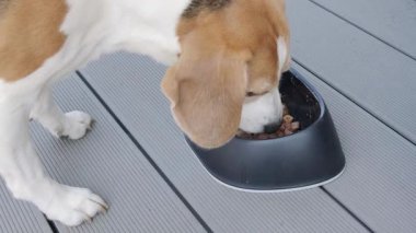 Gri bir güverteye koyulmuş koyu, modern bir kaseden özenle ıslak köpek maması yiyen bir Beagle 'ın yukarıdan görünüşü. Köpeğin yemek saatine odaklandığını gösterir.