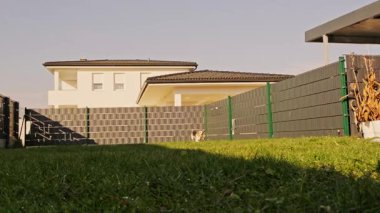 Geniş açılı çekimde, parlak yeşil arka bahçede elinde pelüş bir oyuncakla koşan enerjik bir Beagle görülüyor. Arka planda modern aile evi ve çit var..