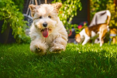 Tapılası, yumuşak, açık kahverengi bir Maltipoo yavrusu, güneşten sırılsıklam olmuş arka bahçede, parlak yeşil çimenler arasında, doğrudan kameraya doğru koşar..