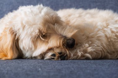 Krem renkli kaniş köpeğinin güzel bir yakın çekimi kıvrılmış ve gri bir kanepede uyuyor, pençesi burnuna yapışmış. Dokuya ve barışa odaklan..