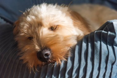 Yumuşak gölgeli, samimi bir ortam yaratan yumuşak bir gölgeyle, mavi bir yastığın üzerinde rahatça dinlenen tüylü bir Maltipoo köpeğinin yakın çekimi. Rahatlama ve rahatlama temaları için ideal.