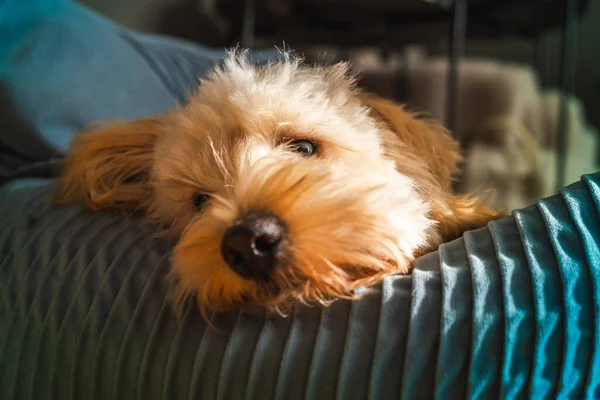 Tüylü, krem renkli Maltipoo köpeğinin dar portresi parlak yönlü güneş ışığıyla aydınlatılan, dokulu mavi kadife bir yastığın üzerinde başını dinlendiriyor..