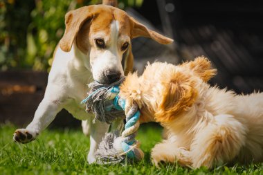 Kıdemli bir Beagle ve tüylü bir Maltipoo yavrusunu parlak yeşil çimlerin üzerinde ip oyuncağıyla ateşli bir çekişme oyununda yakalıyor. Açık hava oyunlarına ve bağ kurmaya odaklan..