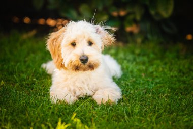 Yumuşak tüylü bir Maltipoo köpeğinin büyüleyici bir portresi çimlerin üzerine uzanmış, doğrudan kameraya bakıyor. Koyu, yemyeşil arka plan, yavruların tüylerini ön plana çıkarıyor..