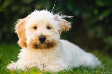 Tüylü bir Maltipoo köpeğinin güzel, göz hizasında portresi çimlerin üzerinde otururken ya da uzanırken, tüyleri esintiyle hafifçe dağılmış. Koyu yeşil yapraklar arka planı oluşturur..