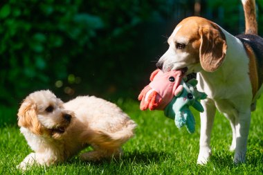 Bir Beagle parlak renkli pelüş bir oyuncağı ağzında tutarken bir Maltipoo yavrusu da güneşli yeşil çimlerin üzerinde neşeli bir duruşta tetikte bekliyor. Köpek etkileşimi ve açık hava eğlencesini yakalar..