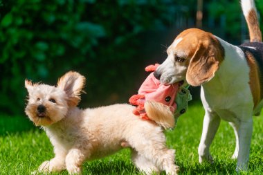 Parlak yeşil çimlerde renkli peluş bir oyuncak için bir Beagle ve bir Maltipoo yavrusu kapışıyor. Yavru köpek neşeli bir duruştayken yaşlı köpek oyuncağı tutar. Dinamik açık hava eğlencesine odaklan.