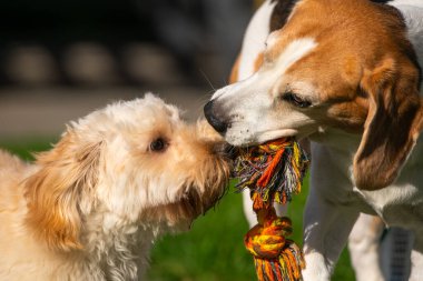 Farklı boyutlarda ve cinslerde iki köpek güneşli arka bahçede eğlenceli bir yarışmayı paylaşıyor. Köpek sosyal etkileşimi yakalamak ve oynamak.