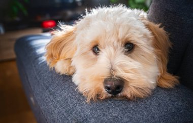 Parlak bir ev ortamında rahatlayan genç tasarımcı bir köpeğin büyüleyici portresi. Bu görüntü huzur, evcil dostluk ve konfor taşır..
