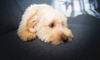 Genç krem renkli bir köpek yavrusu parlak bir odadaki çağdaş gri bir kanepe yastığının üzerinde dinleniyor. Evcil hayvan yaşam tarzı ve ev konforu için mükemmel.