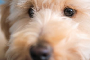 Küçük tasarımcı bir köpeğin narin bakışlarına ve yumuşak paltosuna odaklanmış rüya gibi yüksek tuşlu bir portre. Masumiyet ve saf evcil hayvan sevgisini çağrıştırıyor..