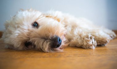 Genç tüylü bir köpek, parlak bir iç mekanda sert bir kereste zemininde dinlenir. Evcil hayvan duygularını, beklemeyi ve ev hayatını anlatan dokunaklı bir görüntü..