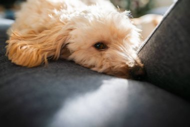 Genç bir köpek koyu mavi bir kanepede sıcak bir güneş ışığının altında rahatça dinlenir. Yüksek kontrastlı ışıklandırma rahat bir ev sahnesi yaratır.