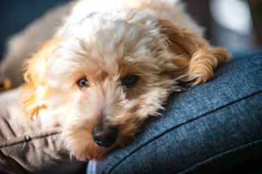 Sevimli küçük bir köpek modern bir oturma odasında rahatlar, duygusal bir portre için poz verir. Evcil hayvan yaşam tarzı ve ev temaları için yüksek kaliteli bir imaj.