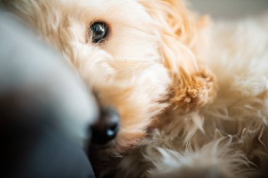 Genç bir köpeğin anlamlı gözlerine ve altın kürküne odaklanan sanatsal bir makro çekim. Yumuşak dokuyu ve masum bakışları yakalamak..