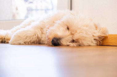 Genç bir maltipoo yavrusu, ahşap bir zeminde uyur, sakinliğini, güvenliğini ve huzurlu evcil hayvan hayatını ifade eder..