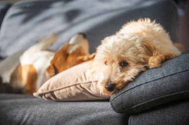 Bir maltipoo köpeği kanepede dinlenirken, yaşlı bir köpek yavrusu yanında uyuyor, sakin bir birliktelik ve sakin bir aile yaşantısını gösteriyor..