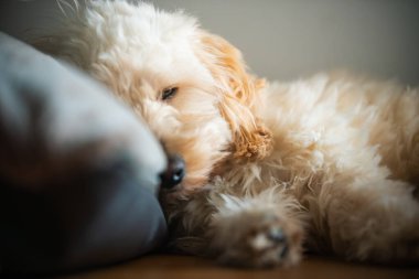 Bir maltipoo yavrusu, gün ışığında koltukta kıvrılarak uyur. Huzur, dinlenme ve ev hayatının huzurlu bir sahnesini yaratır..