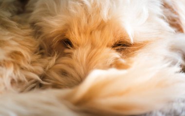 Dinlenmiş bir maltipoo yavrusunun aşırı yakın çekimi yumuşak kürk dokusunu ve kısmen saklı gözleri gösterir, soyut, samimi ve rahatlatıcı bir evcil hayvan arka planı yaratır..