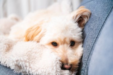 Bir maltipoo yavrusu kanepede dinlenir, sakinliğini gösterir ve rahat bir evde yaşar..
