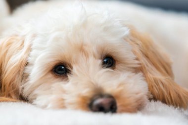 Bir maltipoo yavrusu yumuşak bir battaniyenin üzerinde sessizce dinlenir, sakin ve rahat bir portre oluşturur..