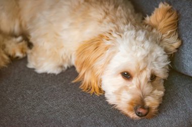 Bir maltipoo yavrusu yumuşak odaklı bir kanepede uzanıyor, sakinliğini, güvenliğini ve konforlu ev hayatını ifade ediyor..