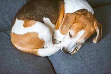 Kıdemli bir av köpeği evdeki kanepede kıvrılarak uyur, dinlenir, rahat eder ve evde yaşlanır..