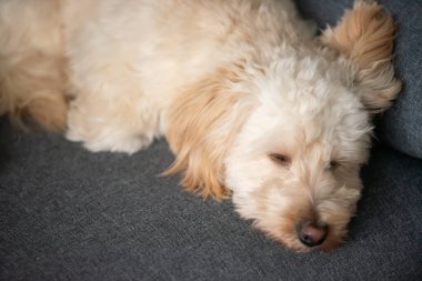 Bir maltipoo yavrusu kanepede sakince uyur. Huzurlu bir dinlenme ve rahatlık ortamı yaratır..