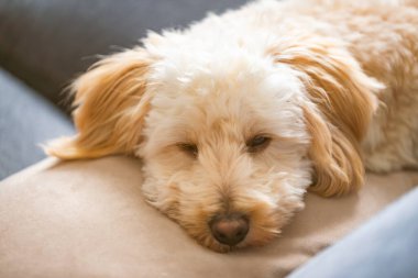 Bir maltipoo yavrusu başını hafif bir gün ışığında yastığa koyar, rahatlama, güvenlik ve rahat bir ev ortamını taşır..
