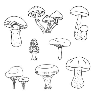 Mantar el çizimi vektör çizimi. Mantar boletus, chanterelles, camelina, bal agarics, russula, morel, beyaz arka planda izole edilmiş taze organik gıda.