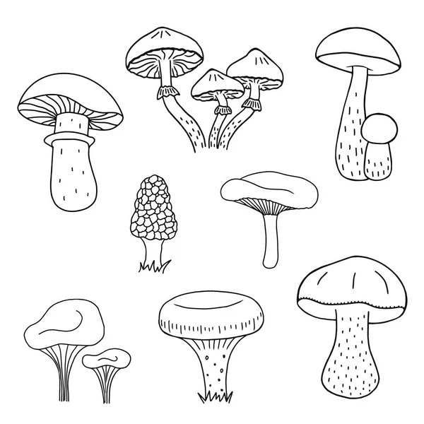 Cogumelo Desenhado Mão Desenho Ilustração Vetorial Cogumelos Boleto Chanterelles Camelina —  Vetores de Stock