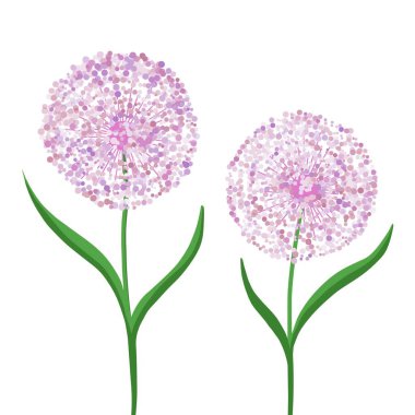 Allium çiçeği, beyaz arka planda dekoratif fiyonk. Mor çiçek topu. Baskı, arka plan, duvar kağıtları, kapaklar, ambalajlar, tebrik kartları, posterler, çıkartmalar. Vektör 10.