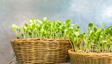 implant sunflower sprouts in a rattan textile