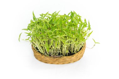 implant bean sprouts in a rattan textile isolated on white backg