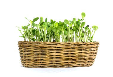 easy implant sunflower sprouts in a rattan textile