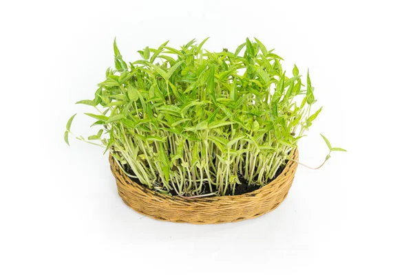 Implant bean sprouts in a rattan textile isolated on white backg — Stock fotografie