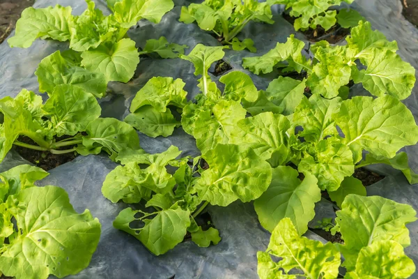 plant flowering cabbage by wrapping soil to keep moisture and avoid grass weed