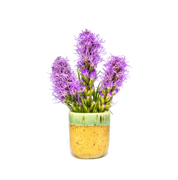 Liatris Flower, flor em caneca de cerâmica — Fotografia de Stock