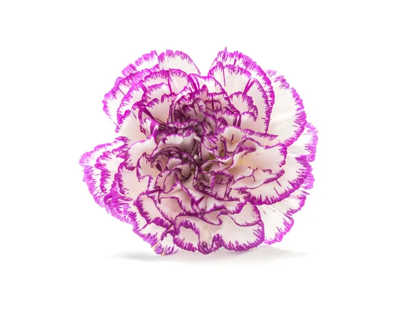 Uma flor de cravo de sombra roxa — Fotografia de Stock