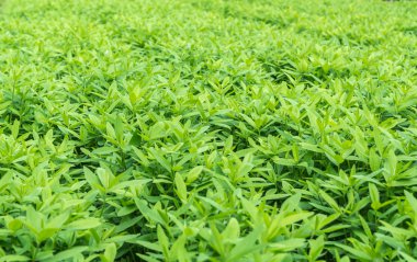 Crotalaria, cover crop keeps soil moisture clipart